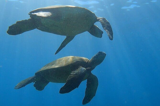 Afternoon Turtle Town Snorkel at Coral Gardens - Who Will Love This Tour?