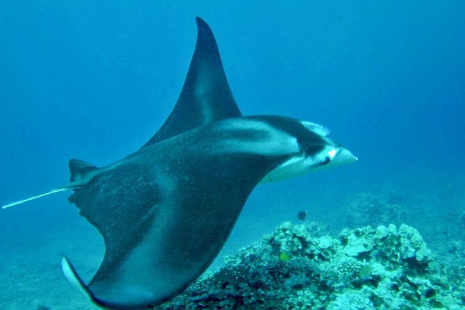 Afternoon West Maui Snorkel from Kaanapali Beach - What Makes the Afternoon West Maui Snorkel Stand Out?
