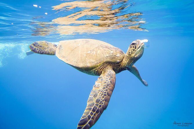 Afternoon West Maui Snorkel from Kaanapali Beach - Final Thoughts: Is This Tour Right for You?