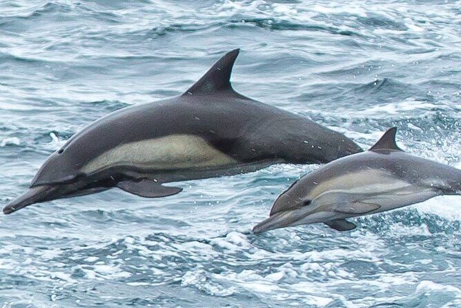 Afternoon Whale Watch - The Marine Life You’ll Likely See