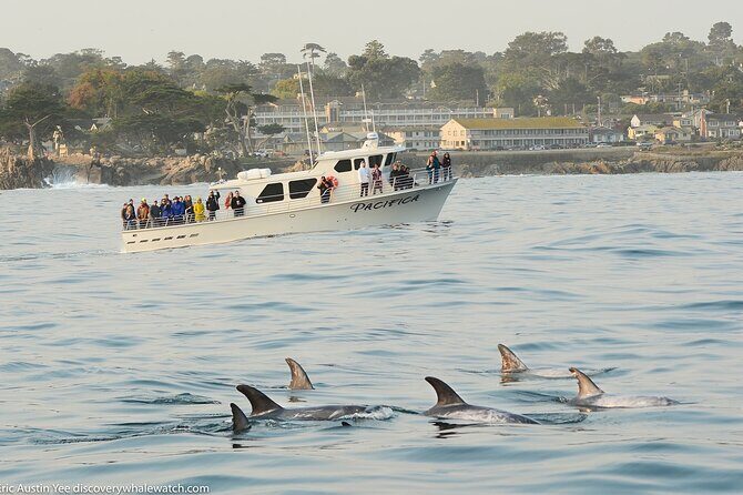Afternoon Whale Watch - Who Will Love This Tour?