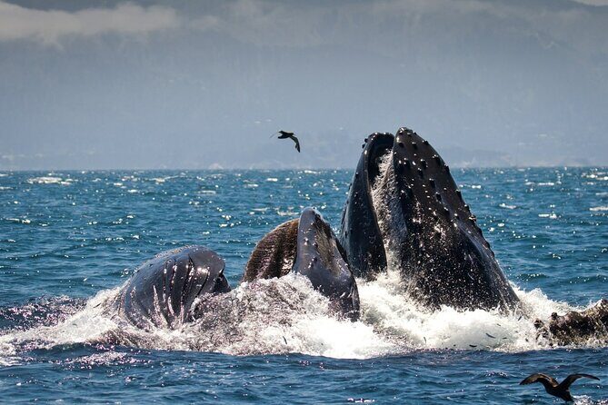 Afternoon Whale Watch - FAQs