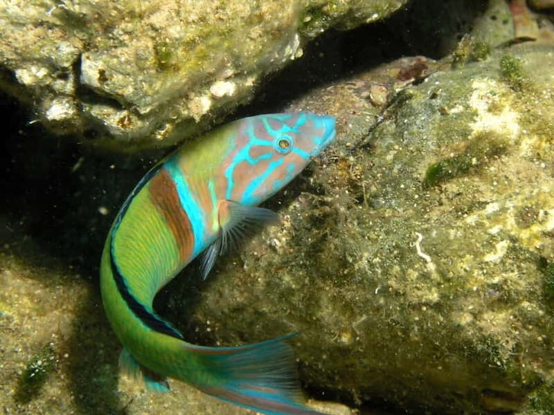 Agia Pelagia: Introduction to Scuba Diving (2 Dives) - What to Expect When You Book