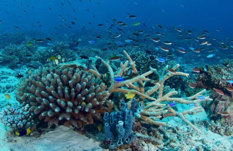 Agnes/1770: Southern Great Barrier Reef Scuba Diving Trip - A Closer Look at the Itinerary