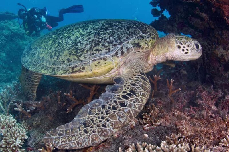 Agnes/1770: Southern Great Barrier Reef Scuba Diving Trip - Who Is This Tour Best Suited For?