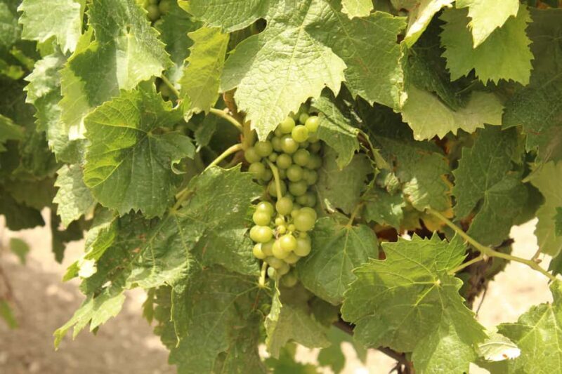 Agrigento: Wine tasting and walk in the vineyards. - Final thoughts