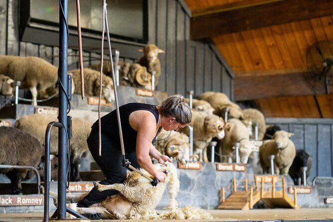 Agrodome Farm Experience including Farm Show and Farm Tour - Rotorua - Who Will Love This Experience?