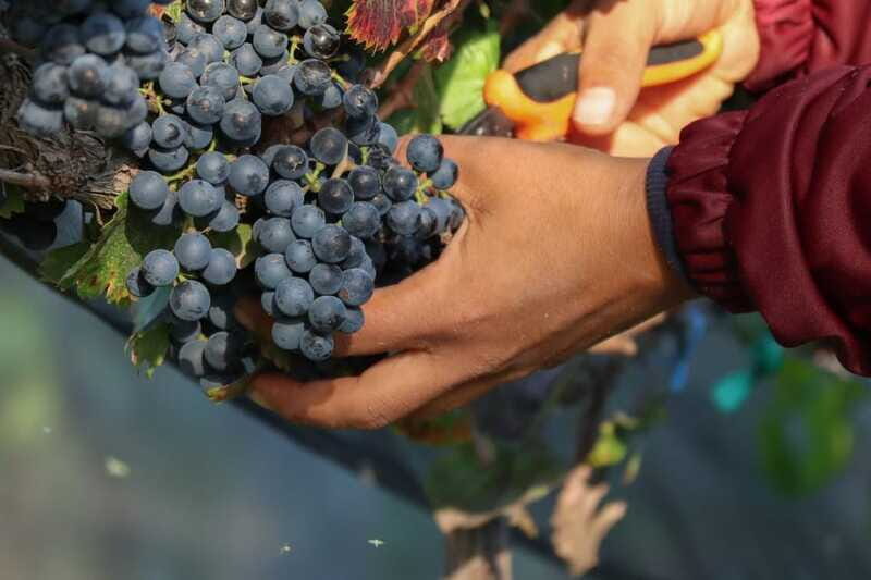 Aguascalientes: Magical Town and Winery Tour - Who Is This Tour Best For?