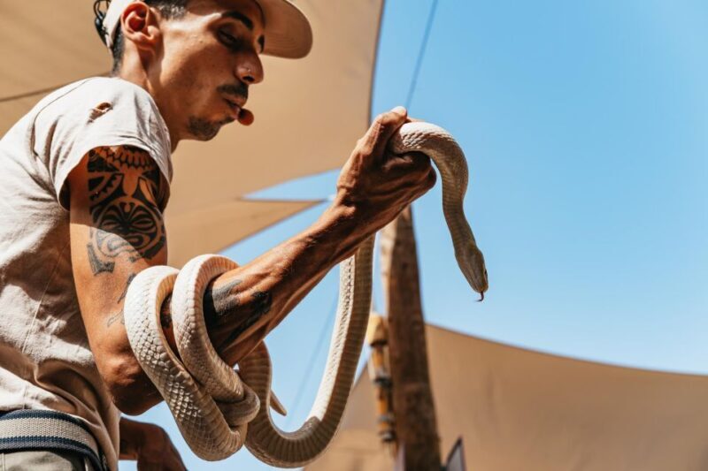 Agüimes: Cocodrilo Park Zoo Entry Ticket - The Experience at Cocodrilo Park: What You Can Expect