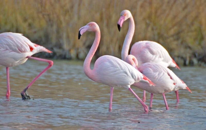 Aigues Mortes: Jeep Photo Safari in Camargue - Exploring Camargue on a 4x4 Photo Safari