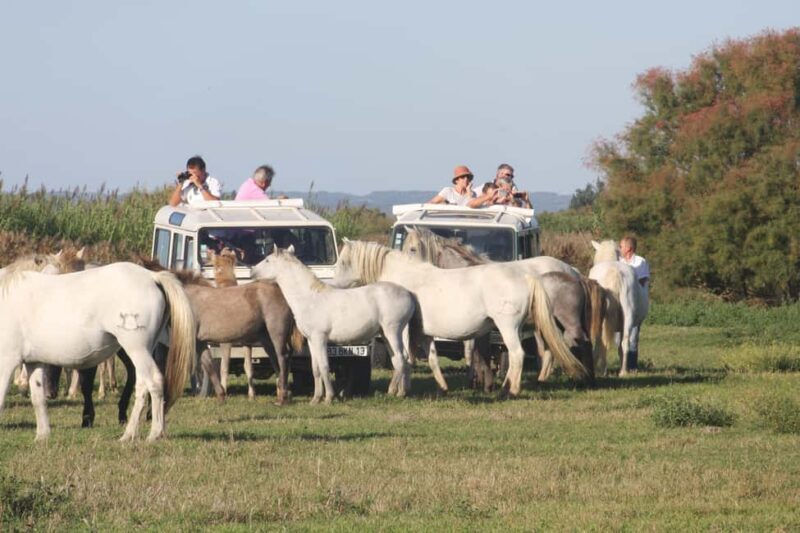 Aigues Mortes: Jeep Photo Safari in Camargue - Wildlife and Landscape: Why It’s Worth It