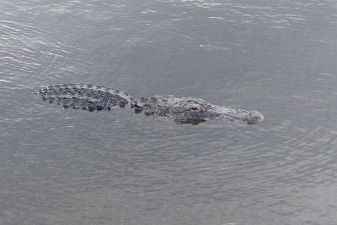Air Boat Tour of Palm Beach in The Swamp Monster - Key Points