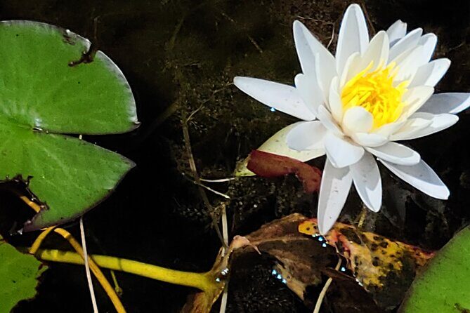 Air Boat Tour of Palm Beach in The Swamp Monster - Final Thoughts: Who Should Book?