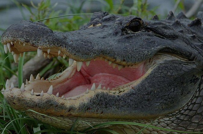 Airboat Rides Florida Everglades Captain Wayne - The Experience and the Views
