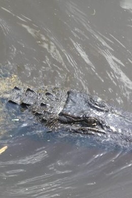 Airboat Tour of Louisiana Swamps - What You Can Expect from the Louisiana Swamp Airboat Tour