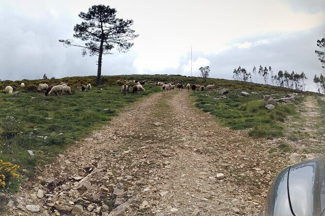 Aire & Candeeiros: Nature, Fossils and Forgotten Traditions - The Fossil Sites and Dinosaur Footprints