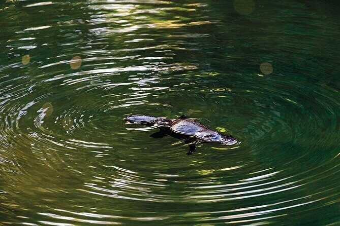 Airlie Beach: Eungella Wild Platypus Encounter Eco Tour - Key Points