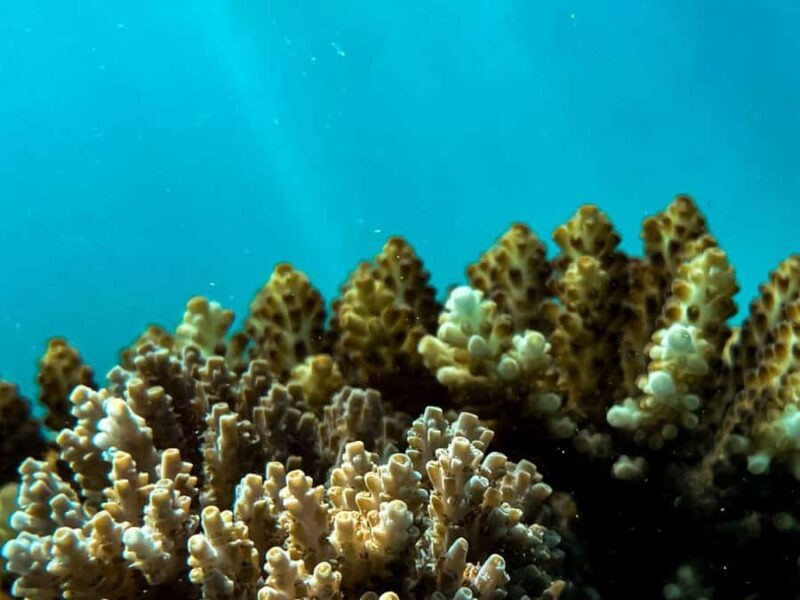 Airlie Beach: Glass-Bottom Boat Tour - The Experience: Pros and Cons