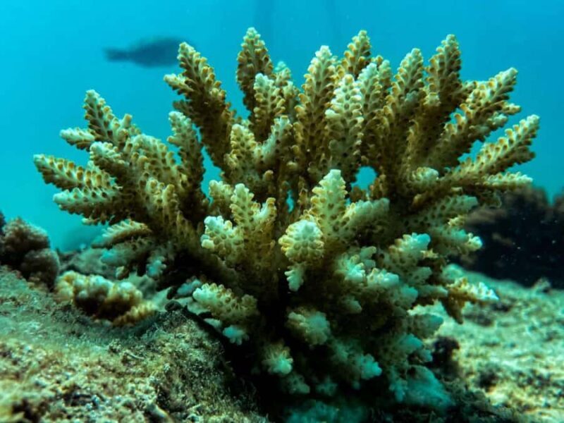 Airlie Beach: Glass-Bottom Boat Tour - The Reviews in a Nutshell