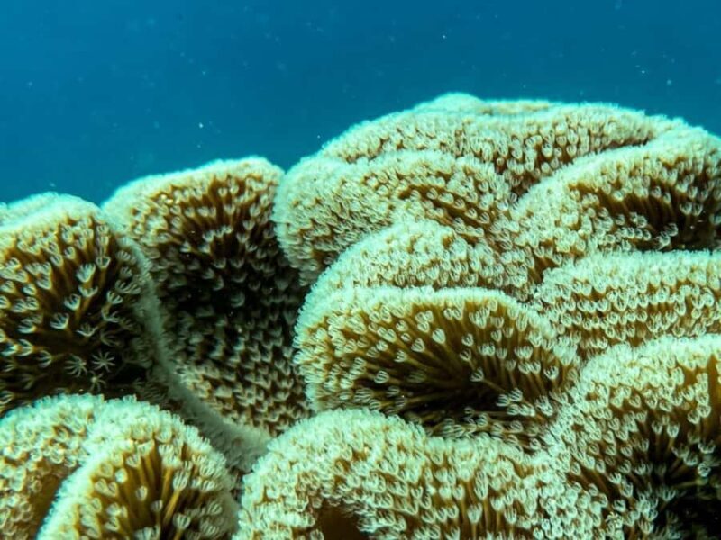 Airlie Beach: Glass-Bottom Boat Tour - Frequently Asked Questions