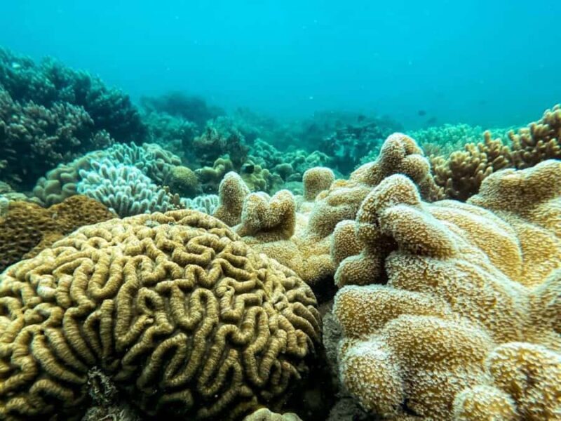 Airlie Beach: Glass-Bottom Boat Tour - Final Thoughts