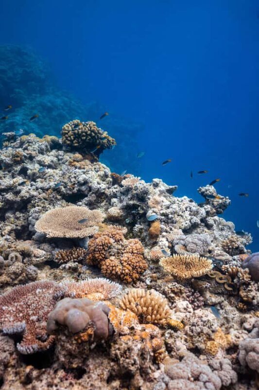 Airlie Beach: Outer Great Barrier Reef Snorkeling Day Trip - FAQs