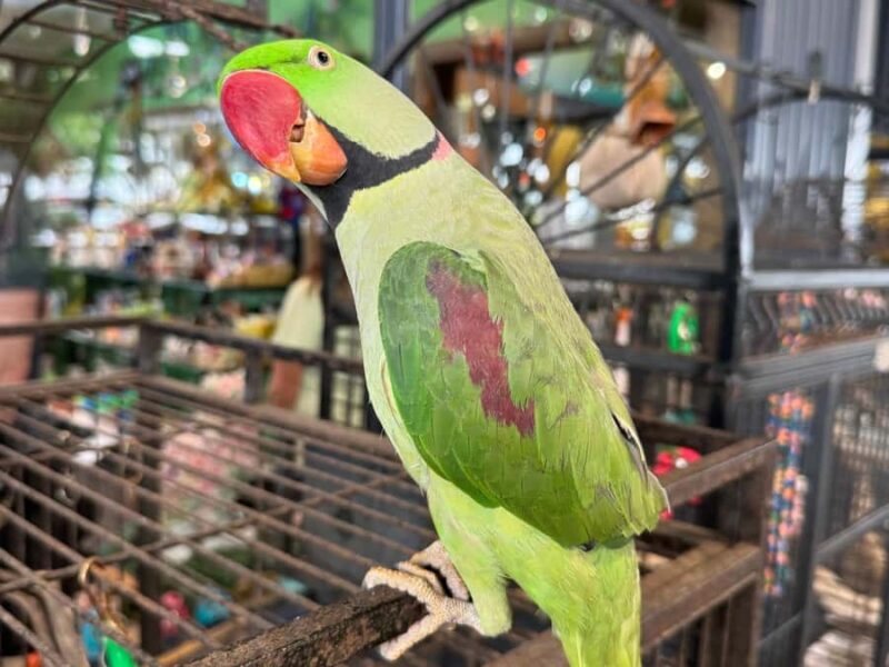 Airlie Beach: Sightseeing Bus Tour - Value for Money