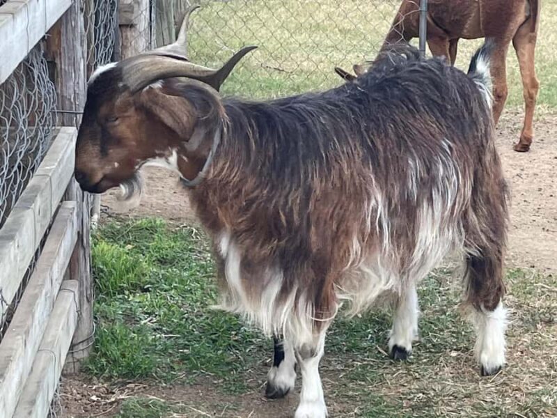 Airlie Beach: Sightseeing Bus Tour - Who Should Consider This Tour?