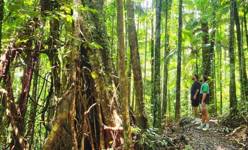 Airlie Beach: Waterfall & Rainforest Bushwalk Eco Adventure - The Logistics and Duration