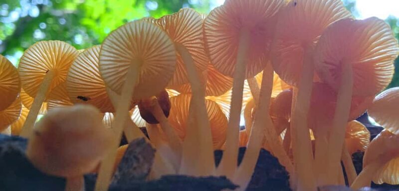 Airlie Beach: Waterfall & Rainforest Bushwalk Eco Adventure - The Value of This Tour