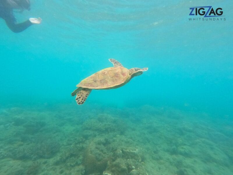 Airlie Beach: Whitehaven Beach Day Tour with Snorkel Option - FAQs