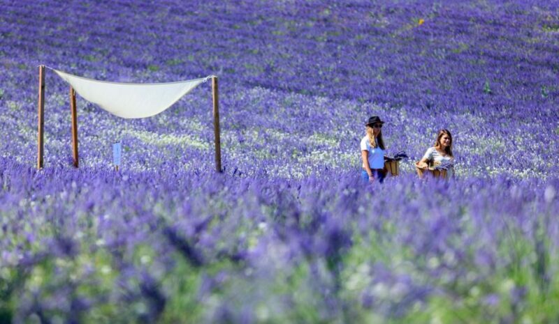 Aix-en-Provence: Lavender Fields Visit - Key Points