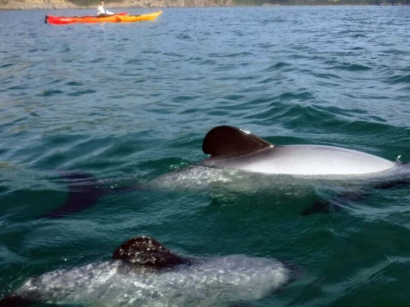 Akaroa: Akaroa Marine Reserve Sea Kayaking Tour - Key Points