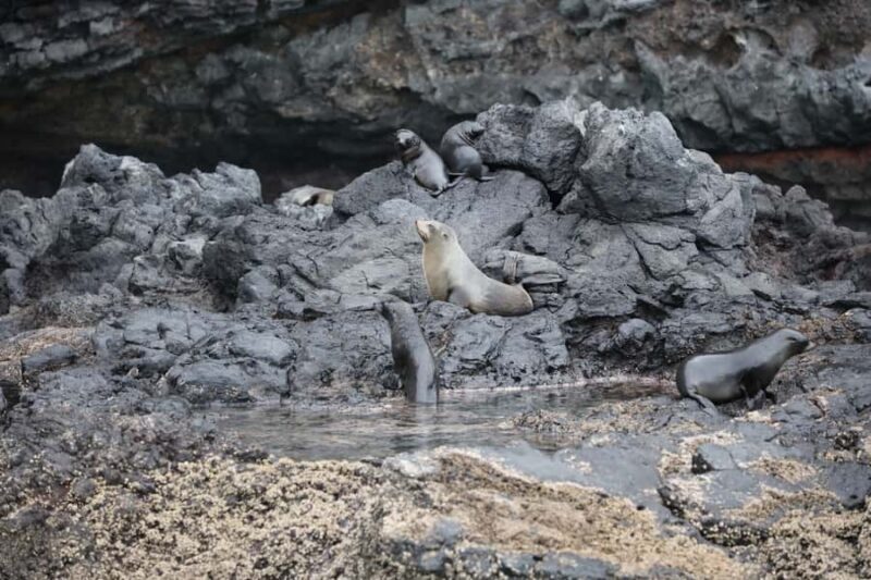Akaroa: Dolphin Nature Cruise - Key Points