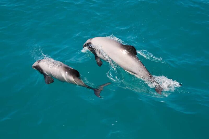 Akaroa: Dolphin Nature Cruise - The Experience in Detail