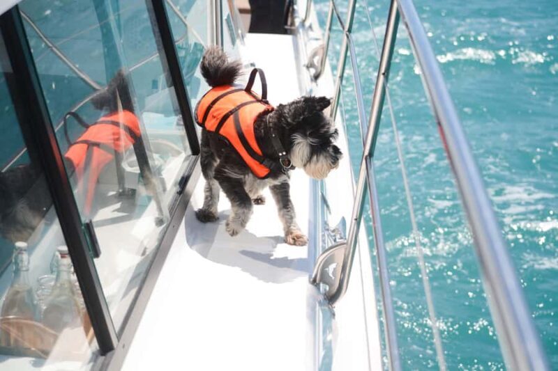 Akaroa: Dolphin Nature Cruise - Practical Details & Tips