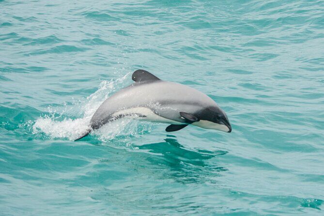 Akaroa Dolphins ~ Harbour Nature Cruise - Key Points