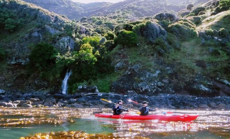 Akaroa: Guided Sunrise Sea Kayaking Tour - Wildlife Encounters You Might Expect