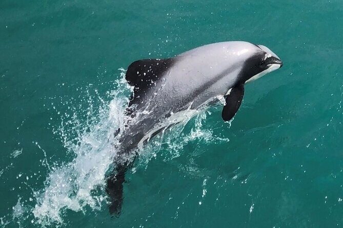 Akaroa Harbour Nature Cruise - An In-Depth Look at the Akaroa Harbour Nature Cruise