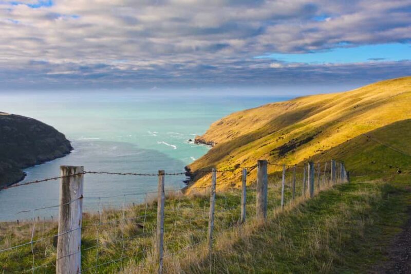Akaroa: Pohatu Little Penguins 3-Hour Evening Experience - FAQs about the Pohatu Little Penguins Experience