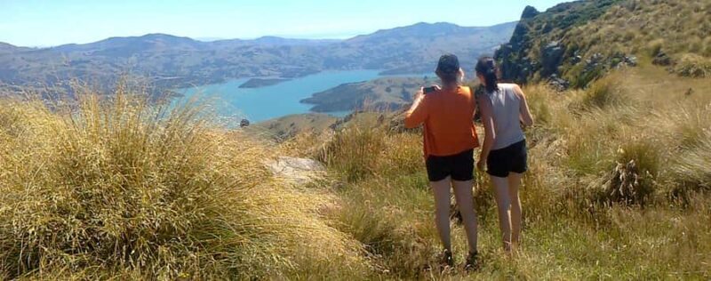 Akaroa: Pohatu Penguins Scenic Nature 2-Hour or 4-Hour Tour - Scenic Drive and Views of Akaroa Harbour