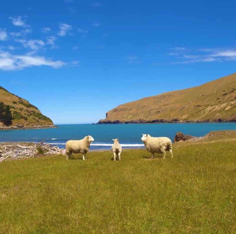 Akaroa: Pohatu Penguins Scenic Nature 2-Hour or 4-Hour Tour - Extended Tour: Fur Seal Colonies and More Time