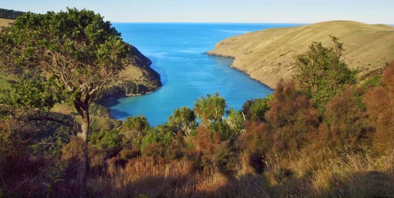 Akaroa: Pohatu Penguins Scenic Nature 2-Hour or 4-Hour Tour - The Real Value