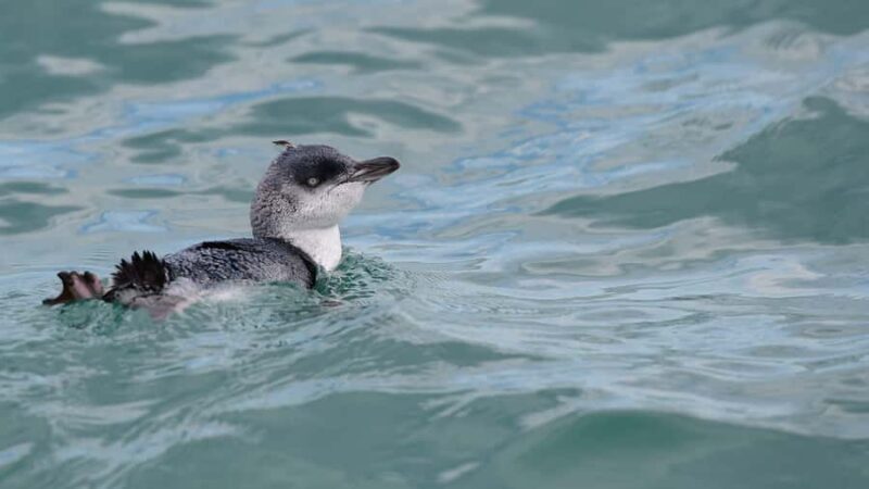 Akaroa: Scenic Coastline Wildlife Cruise - The Wildlife and Nature Experience