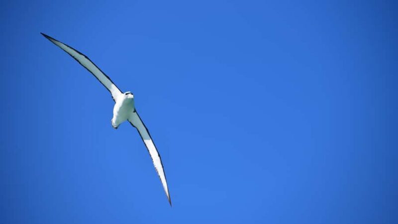Akaroa: Scenic Coastline Wildlife Cruise - Who Will Love This Tour?