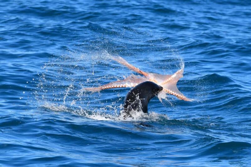 Akaroa: Scenic Coastline Wildlife Cruise - Final Thoughts