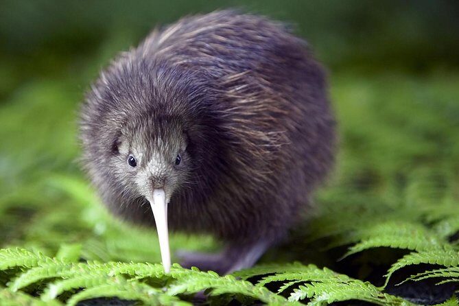 Akaroa Shore Excursion: Banks Peninsula, Christchurch City Tour and Willowbank Wildlife Reserve - FAQ