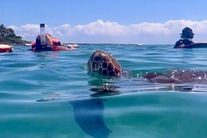 Akumal Bay snorkeling, plus 3 cenotes and great food - Exploring the Akumal Bay Snorkeling and Cenote Tour – Is It Worth It?