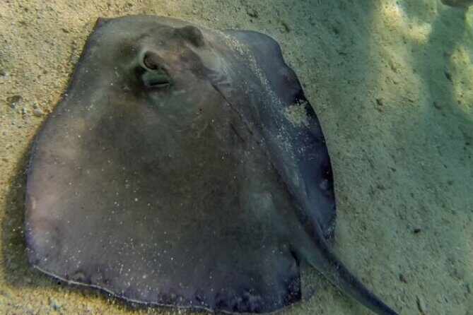 Akumal Bay snorkeling, plus 3 cenotes and great food - Who Is This Tour Best For?