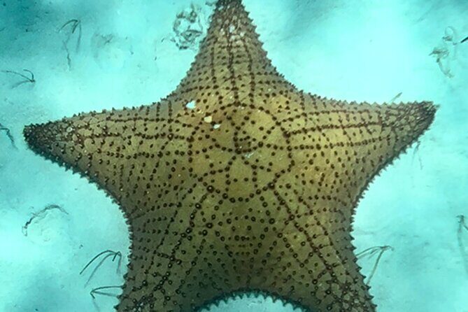 Akumal Bay snorkeling, plus 3 cenotes and great food - FAQs